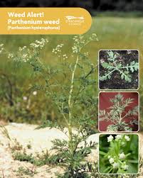 Image result for Parthenium