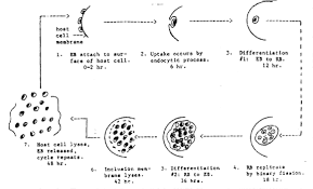 Image result for Rickettsiae