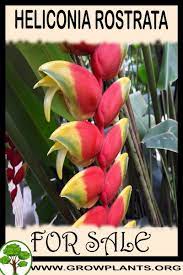 Heliconia Rostrata For Sale Heliconia Easy Plants To Grow Growing Seeds