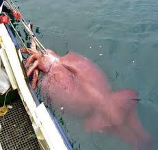 Leaena tier 11 primary hull. Neuseeland 450 Kilogramm Schwerer Koloss Kalmar Gefangen Natur Faz