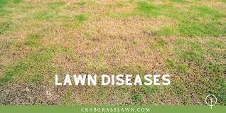 We did not find results for: Why Is My Grass Turning Yellow 5 Ways To Turn It Green Fast Cg Lawn