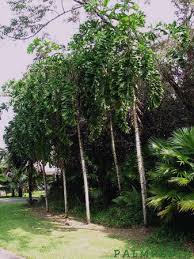 Image result for Aiphanes horrida