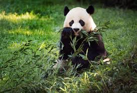 In 1994, panda merged with azizia company to become azizia panda united. The Miracle Of Breeding A Panda Cub During A Pandemic The New Yorker