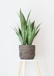 Fake Plants Sansevieria Snake Plant In Pot 24 Tall In 2020 Fake Potted Plants House Plant Pots Potted Plants Patio