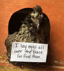 Farmers Are Shaming Their Chickens For Their Crimes And It S Too Entertaining To Read Chicken Humor Animal Shaming Funny Animal Pictures