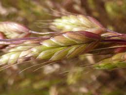 Image result for Bromus  commutatus