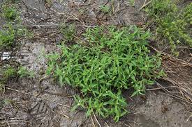 Image result for Eclipta