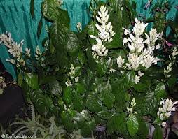 Image result for Whitfieldia brazzae