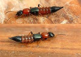 Semut charlie berasal dari kumpulan kumbang (staphylinidae). Kesan Gigitan Semut Charlie Archives Emarieys