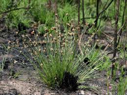 Image result for Bulbostylis densa