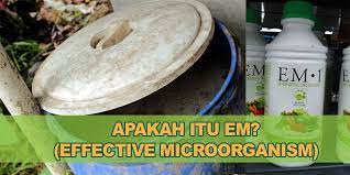 Buat larutan air gula dengan komposisi air 1.5 liter dengan gula. Apakah Itu Em Belajar Cara Guna Em Dalam Pertanian Kebun Bandar
