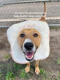 update: adopted! 10/25 Euth List: Bobby #A1903758 Bobby made it so hard for  me to leave the shelter today. His paws? insanely cute. his face? adorable.  his personality? incredible. He looks a