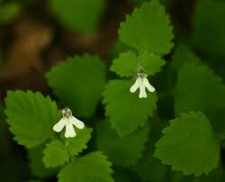 Image result for Diclis