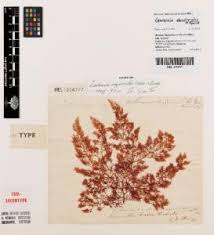 Image result for Periglossum mackenii