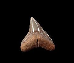 They literally eat garbage if you could pry open a tiger shark's jaws, you'd see teeth with dramatic notch tips that point sideways. Bull Shark Teeth For Sale Buried Treasure Fossils