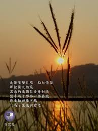 pin by wwm守寫思on poetry life celestial outdoor