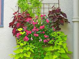 Easy recipes for window boxes in shade. Best Shade Plants For Pots Shade Container Ideas Garden Design