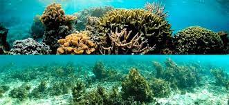 Rumpai laut mengandungi nilai nutrien yang tinggi. Kolagen Marin Asli Rumpai Laut Photos Facebook