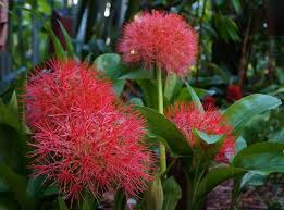 Image result for Scadoxus cinnabarinus
