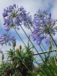 Pin On Agapanthus Flower Stencil