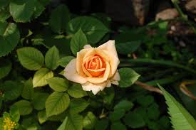 © tutti i diritti riservati © tutto il materiale nella mia galleria non puo' essere riprodotto, copiato, modificato. 55 Beautiful Pictures Of Flowers For Your Inspiration
