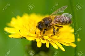 Check spelling or type a new query. Honey Bee Collecting Pollen Of Dandelion Macro Shot Stock Photo Picture And Royalty Free Image Image 3150008