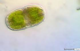 Image result for Actinoschoenus