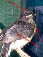 Check spelling or type a new query. Cara Membedakan Jantan Dan Betina Pada Murai Batu Yang Masih Trotol Den Family