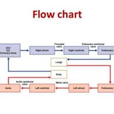 64 Reasonable Fetal Blood Circulation Flow Chart