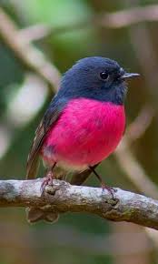 Birds Of The Same Feather Flock Together Meaning In Hindi Pin De Guadalupe Ramos Pidal En Animales Aves Hermosas Aves Aves De Compania