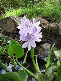 Image result for Pontederia crassipes