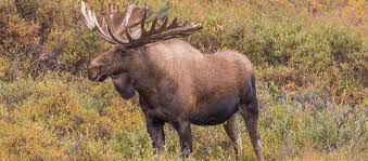 We did not find results for: Alaska Yukon Moose Hunting Trips Bookyourhunt Com