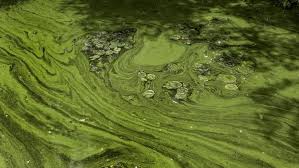 DNR plan to save algae-plagued lake sparks optimism, opposition