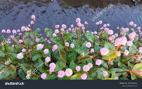 Image result for Lecanthus peduncularis