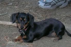 We did not find results for: Chiweenie Dog Breed Health Grooming Feeding Puppies And Temperament Petguide