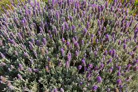 We did not find results for: Lots Of French Lavender Flowers Also Called Spanish Lavender Topped Lavender In Blue Purple Blossoming In The Garden In Tasmania Australia Lavandula Stoechas Stock Photo Picture And Royalty Free Image Image 80418829