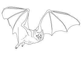 Click the vampire bat coloring pages to view printable version or color it online (compatible with ipad and android tablets). Common Vampire Bat Coloring Page Free Printable Coloring Pages For Kids