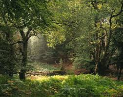 Pin On Into The Woods