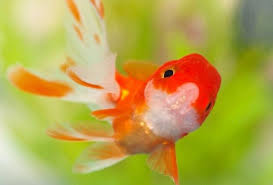 Does Your Fish Have Swim Bladder Disorder Create A Goldfish Harness