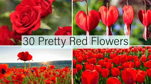 Big pictures of red flowers and red blossoms,beautiful red flower photos and images on this website for free! 30 Most Popular Types Of Red Flowers For Your Garden A To Z Home Stratosphere