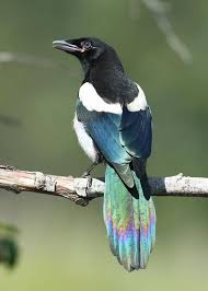 Birds Of North Idaho 