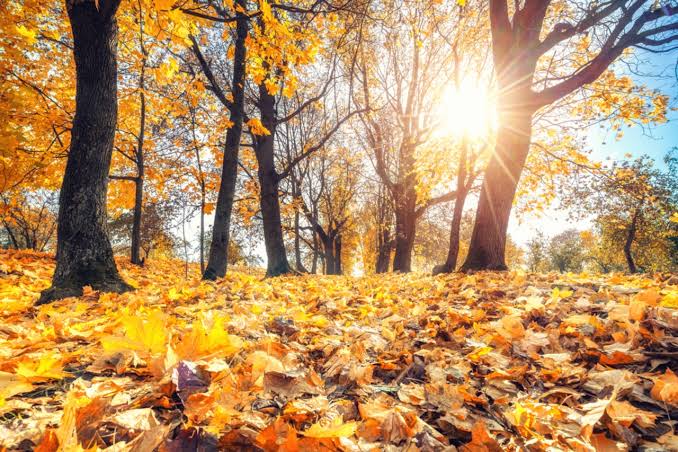 Autumn begins today: What does that mean, other than fall foliage? -  pennlive.com