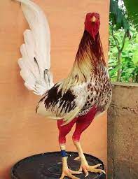 Pin By Joseluis Paredes On Free Birds Beautiful Chickens Wild Animals Videos Chickens And Roosters