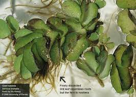 Salvinia molesta is native to brazil in the subtropical zone. Center For Aquatic And Invasive Plants University Of Florida Ifas