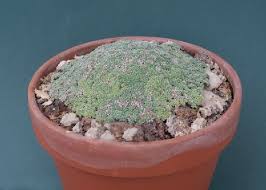 Image result for Pearsonia uniflora