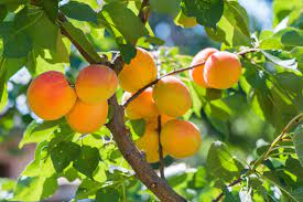 Apricot trees tend to grow quickly and therefore need more pruning than some other fruit trees. Apricot Tree Care How To Grow Apricots At Home