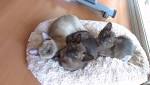 burmese cats & kittens from registered breeders Public ...