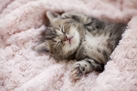 Another sweet sleeping photo of the cute kitten. Sleeping Kitten Wall Art Pixels
