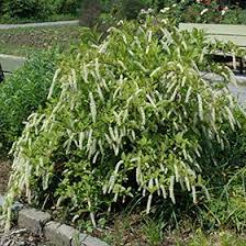 Virginia sweetspire tolerate sun and shade and are adaptable to a variety of soil including wet and clay. Little Henry Virginia Sweetspire Itea Virginica Sprich In Naperville Aurora Batavia Oswego Chicago Wheaton Illinois Il At The Growing Place
