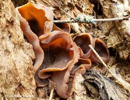 Image result for Exidia sp.